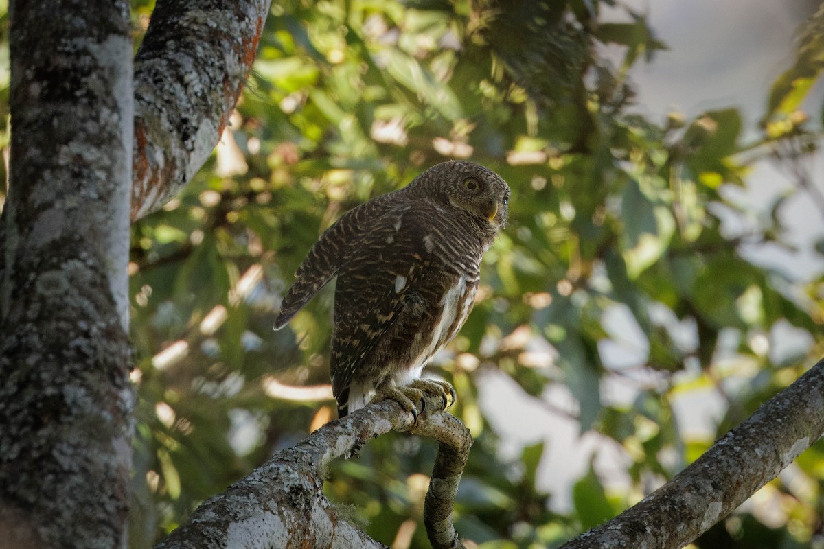 Asian Barred Owlet - ML613448797