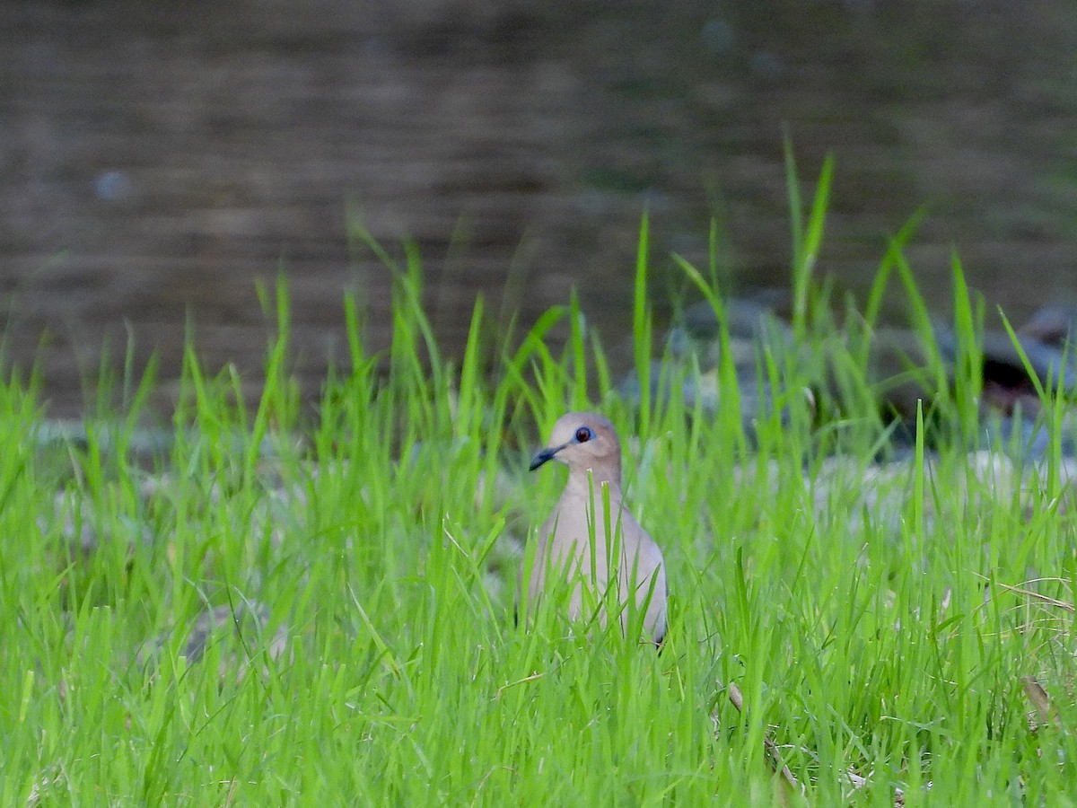 White-tipped Dove - ML613448830