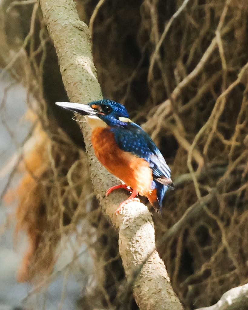 Blue-eared Kingfisher - ML613448935