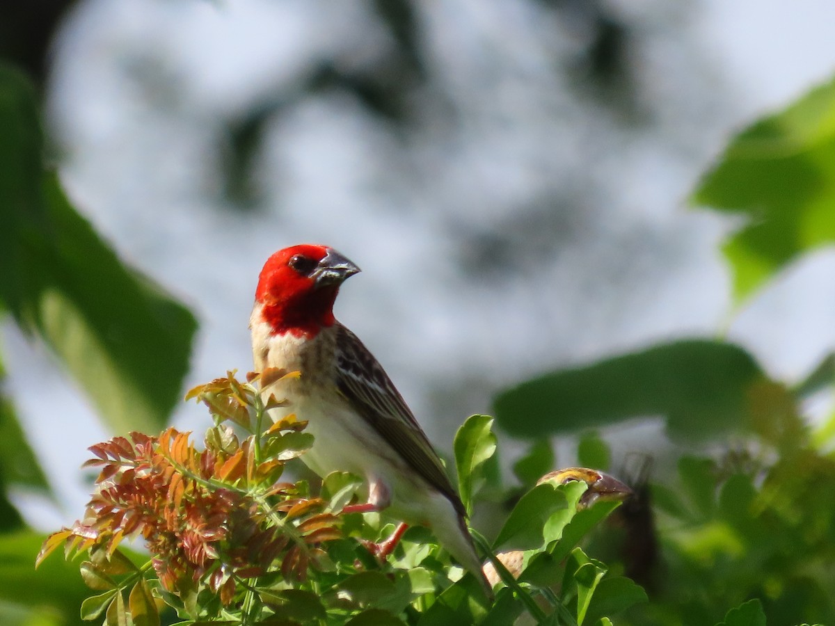 Red-headed Quelea - ML613448969