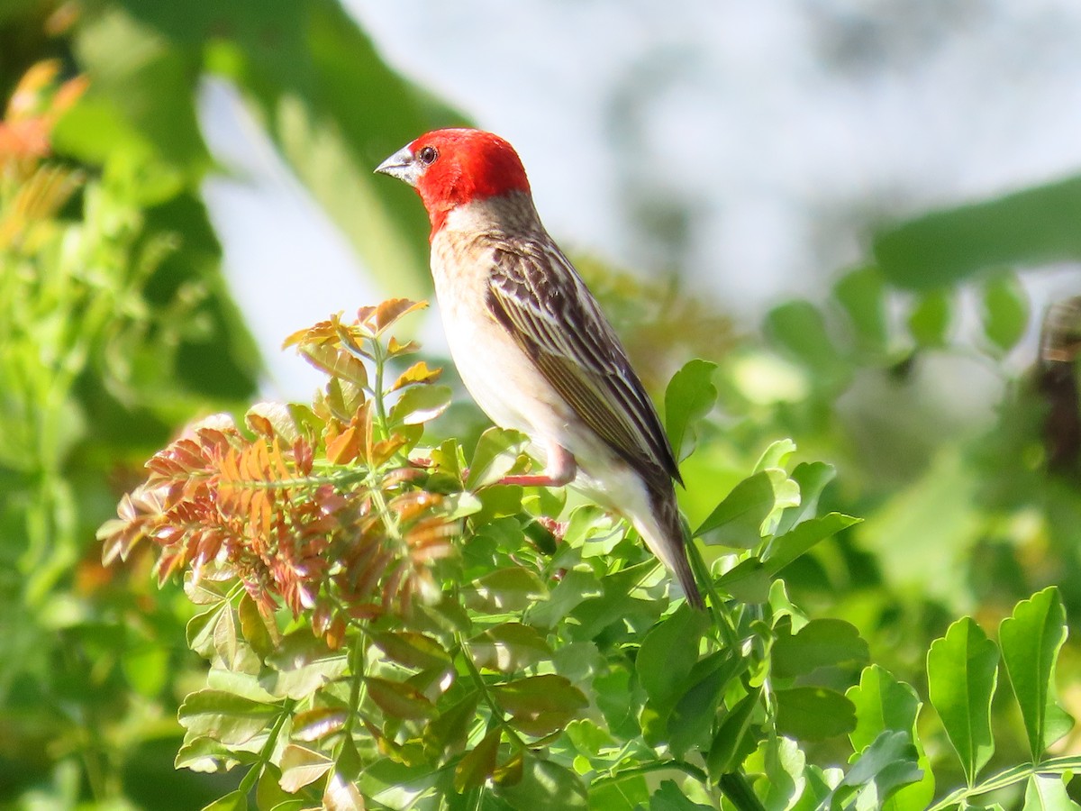 Red-headed Quelea - ML613448970