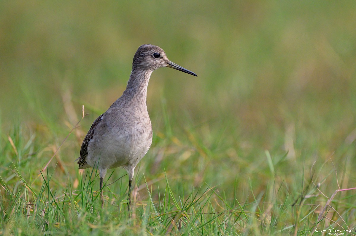 Wood Sandpiper - ML613449016