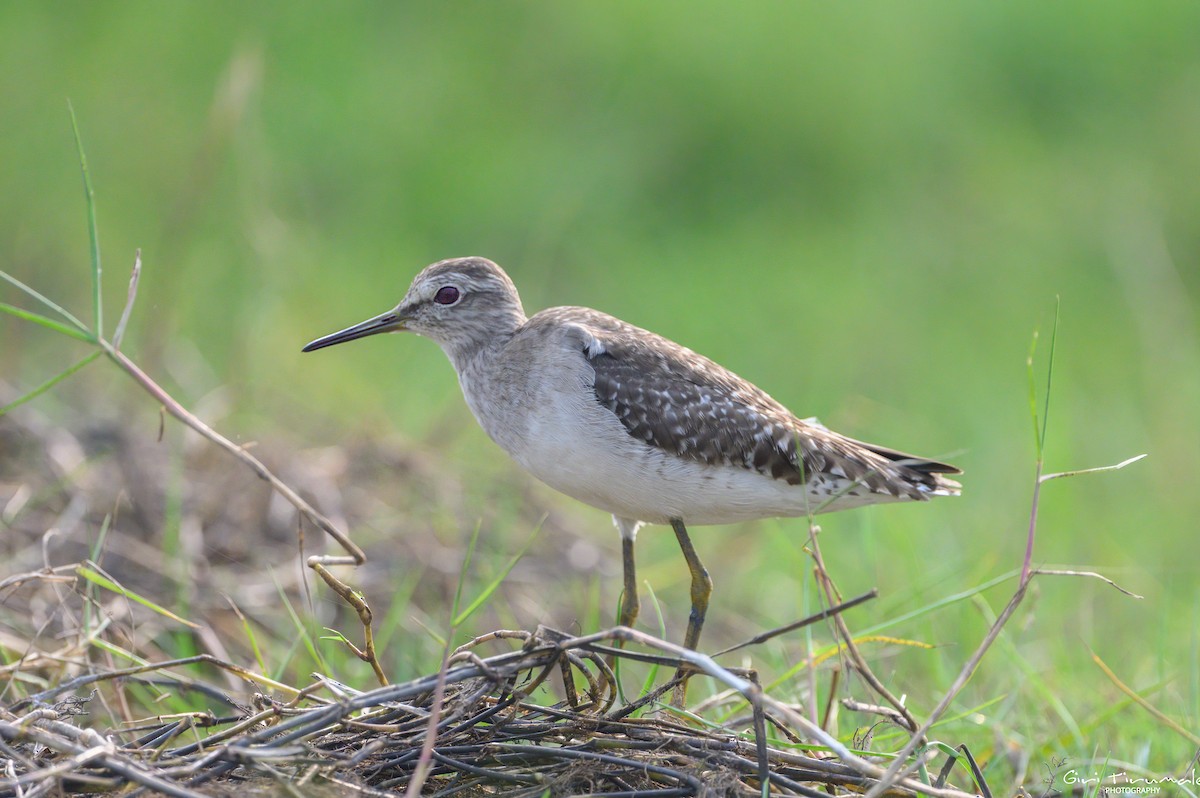 Wood Sandpiper - ML613449017