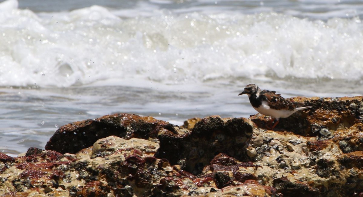 Ruddy Turnstone - ML613449035