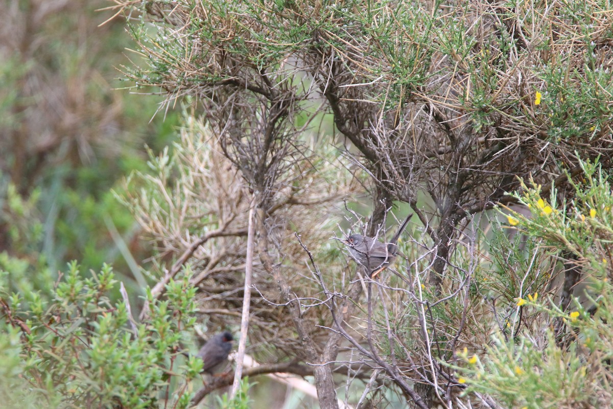 Marmora's Warbler - Nathan Alblas