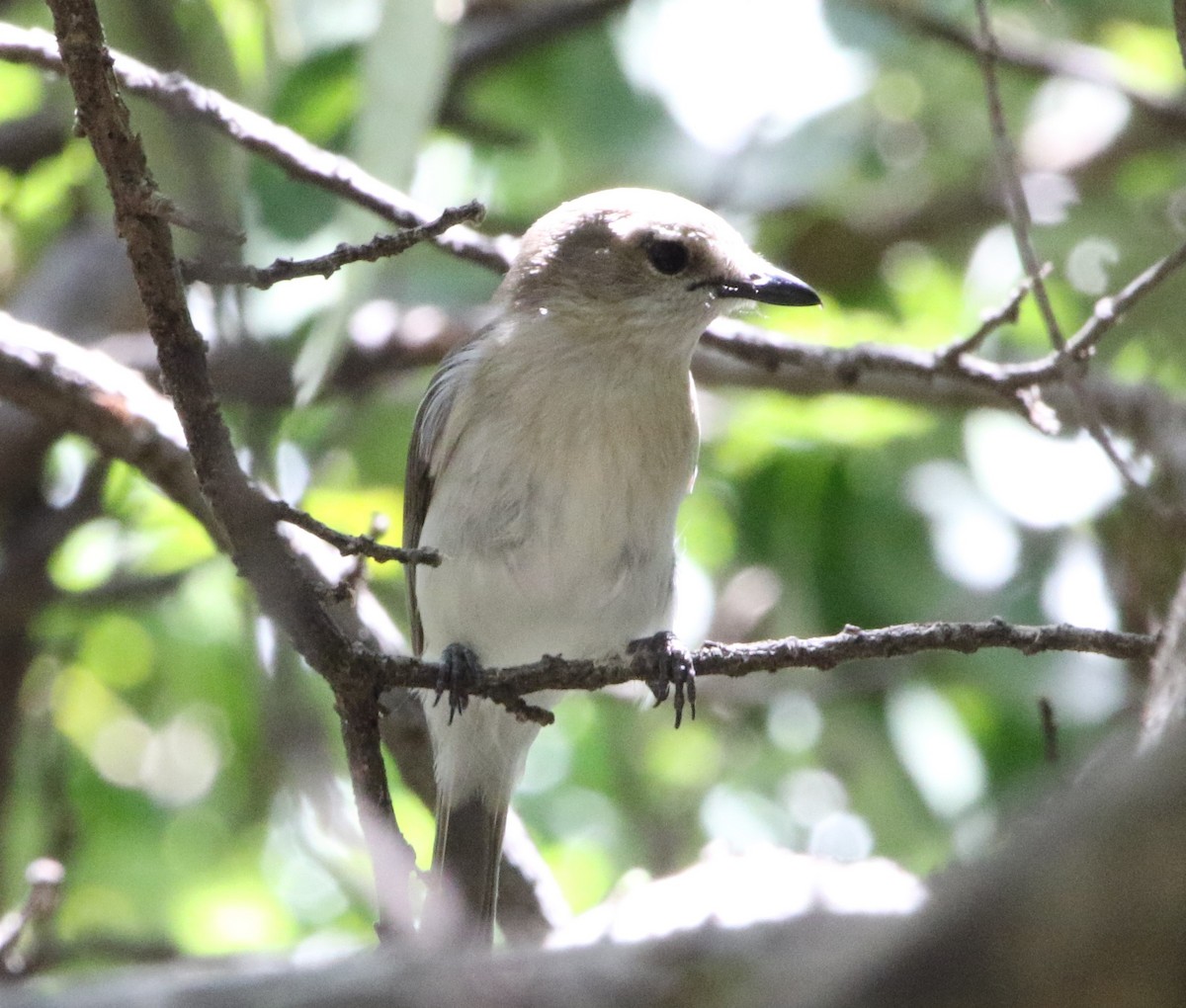 Gray Whistler (Brown) - ML613449076