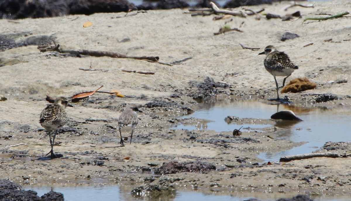 Pacific Golden-Plover - ML613449167