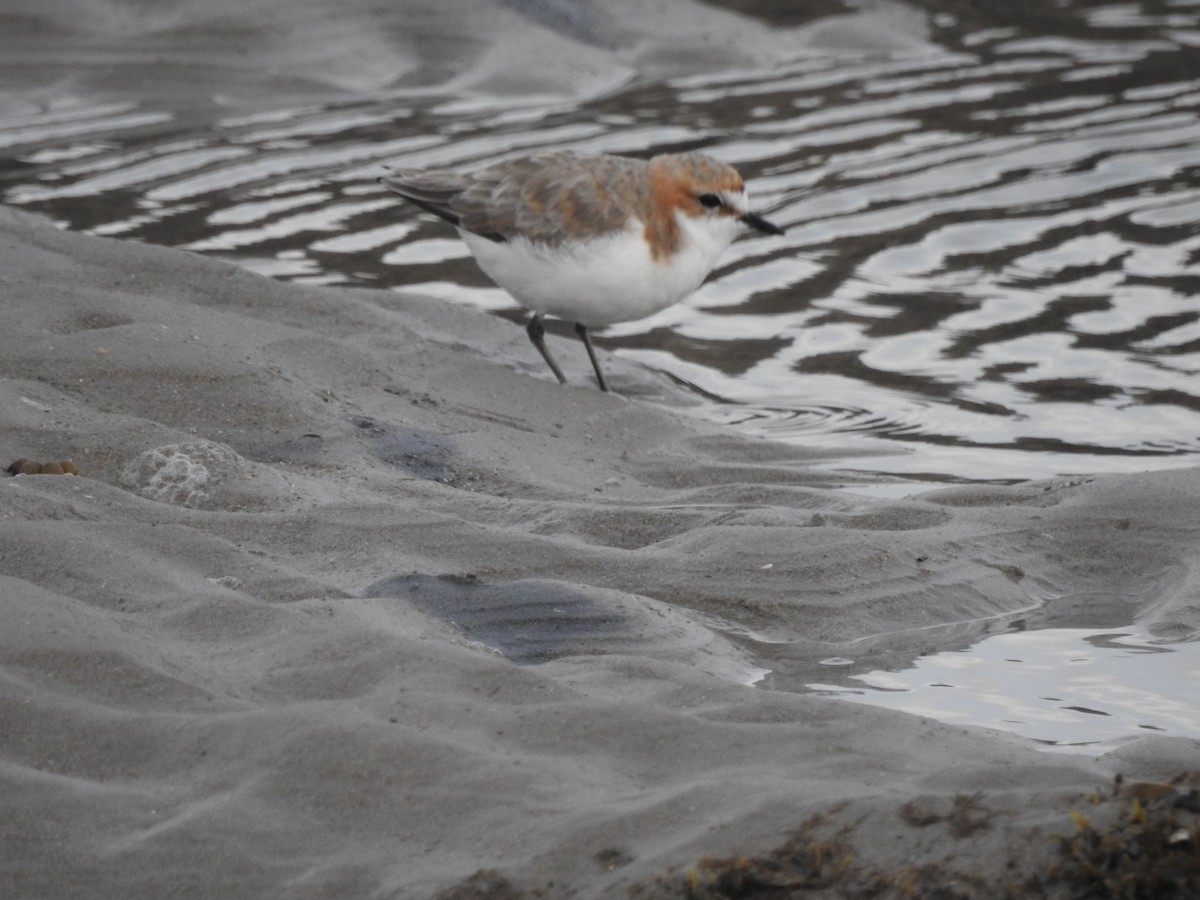 Red-capped Plover - ML613449174