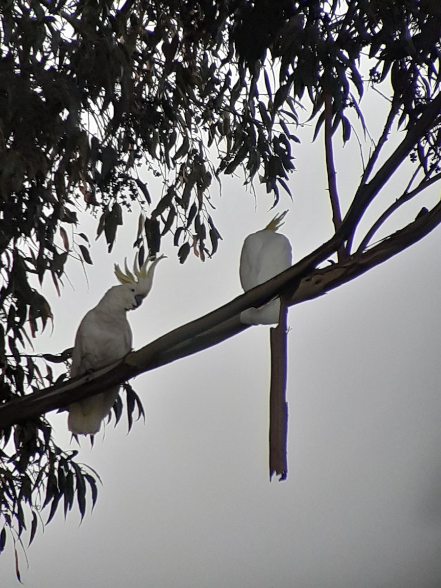 Sulphur-crested Cockatoo - Samuele Ramellini