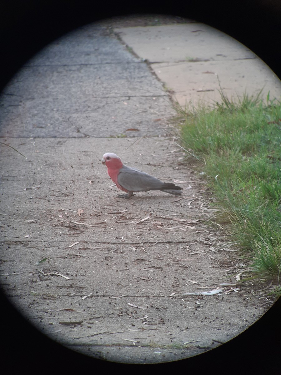 Cacatúa Galah - ML613449185