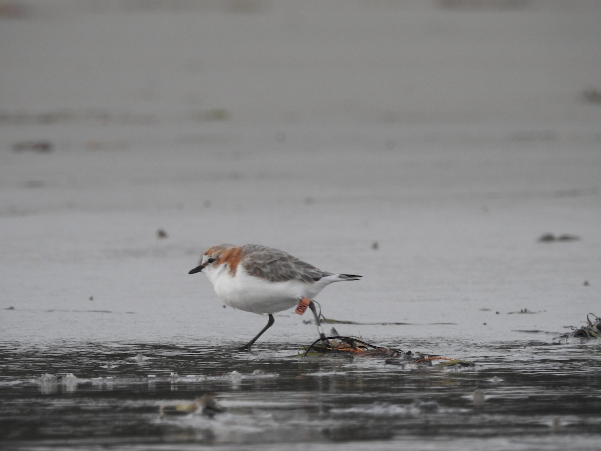 Red-capped Plover - ML613449187