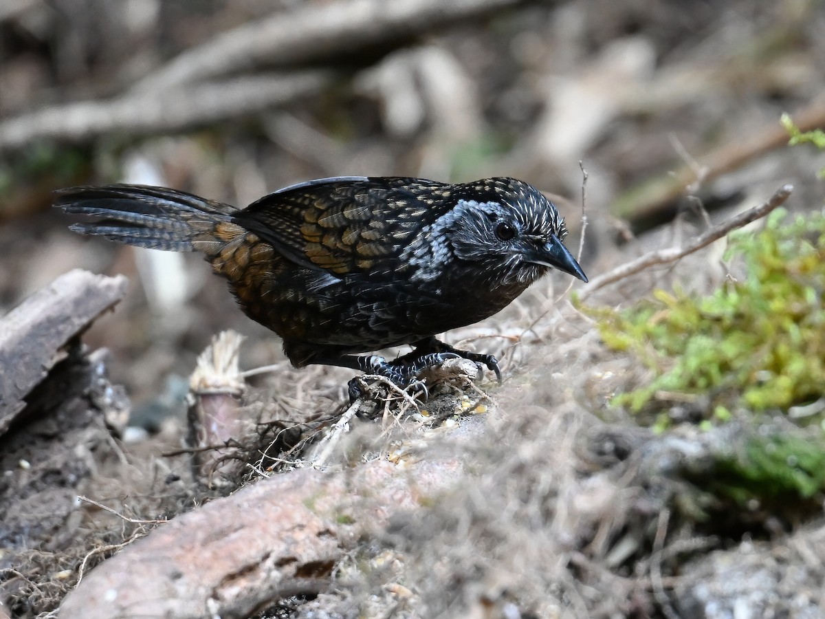 Sikkim Wedge-billed Babbler - ML613449193