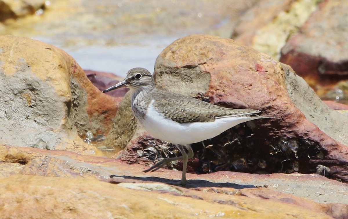 Common Sandpiper - ML613449198