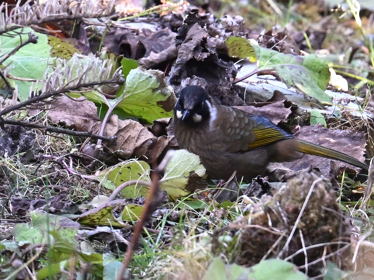 Black-faced Laughingthrush - ML613449200