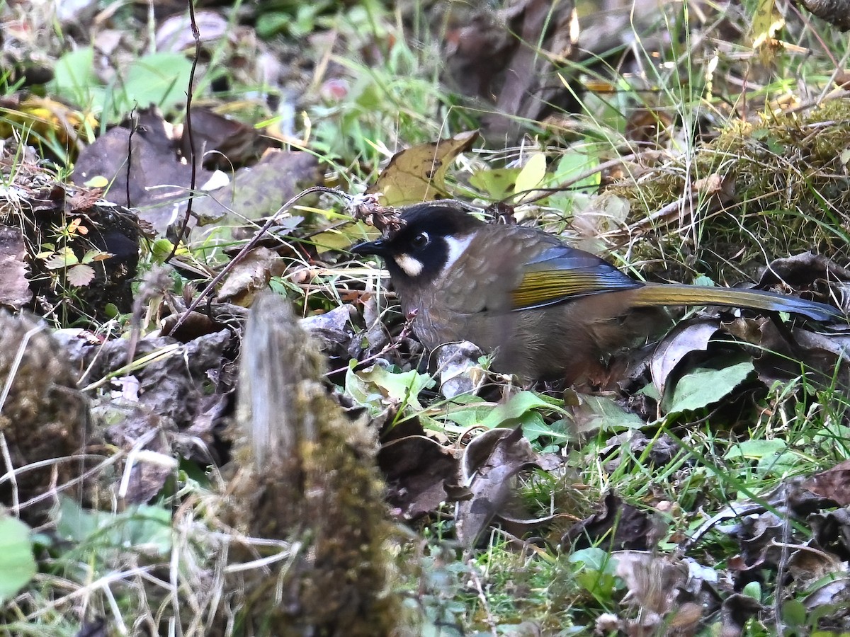 Garrulaxe à face noire - ML613449201