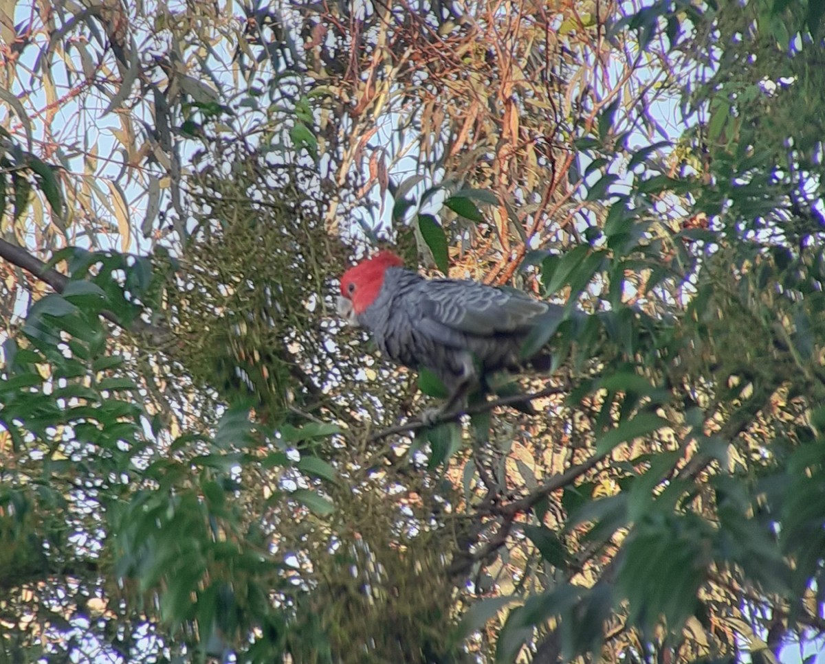 Gang-gang Cockatoo - Samuele Ramellini