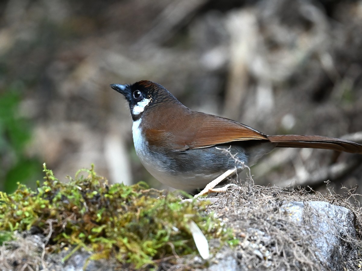 Gray-sided Laughingthrush - ML613449217