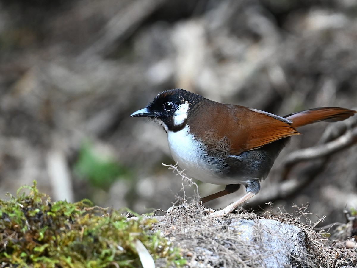 Gray-sided Laughingthrush - ML613449218