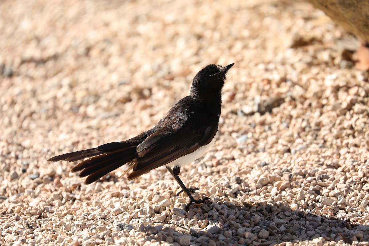 Willie-wagtail - ML613449219