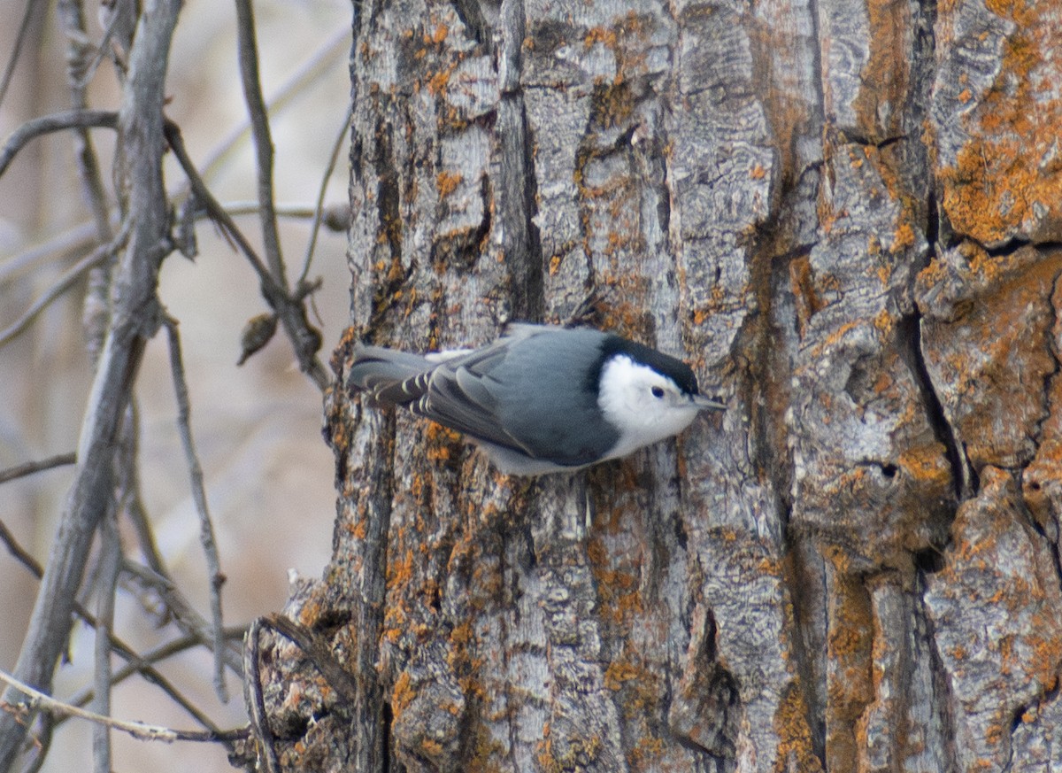 White-breasted Nuthatch - ML613449256