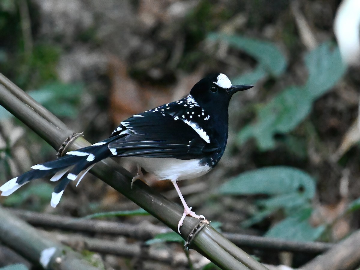 セボシエンビシキチョウ - ML613449260