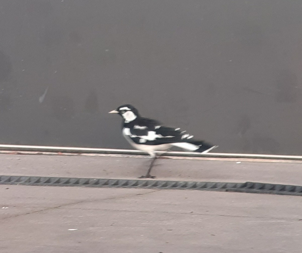 Magpie-lark - ML613449262