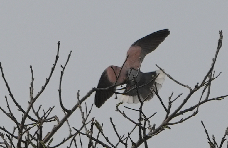 Red Collared-Dove - ML613449297