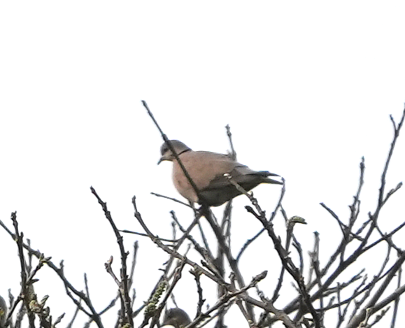 Red Collared-Dove - ML613449298