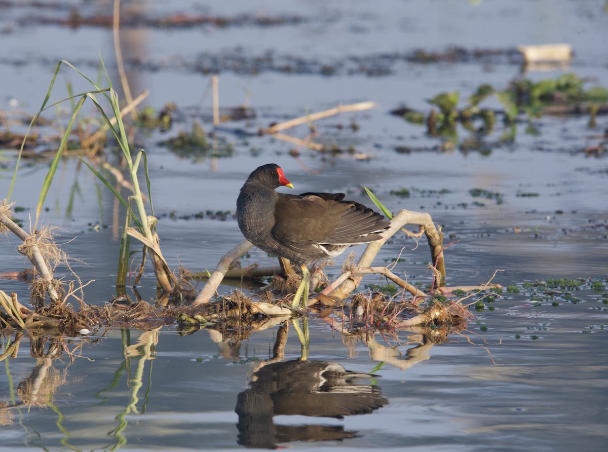 Gallinule poule-d'eau - ML613449308