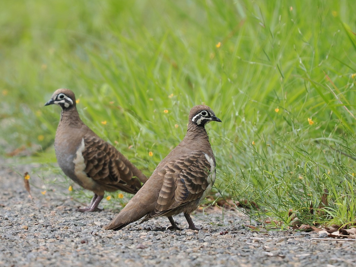 Squatter Pigeon - Len and Chris Ezzy