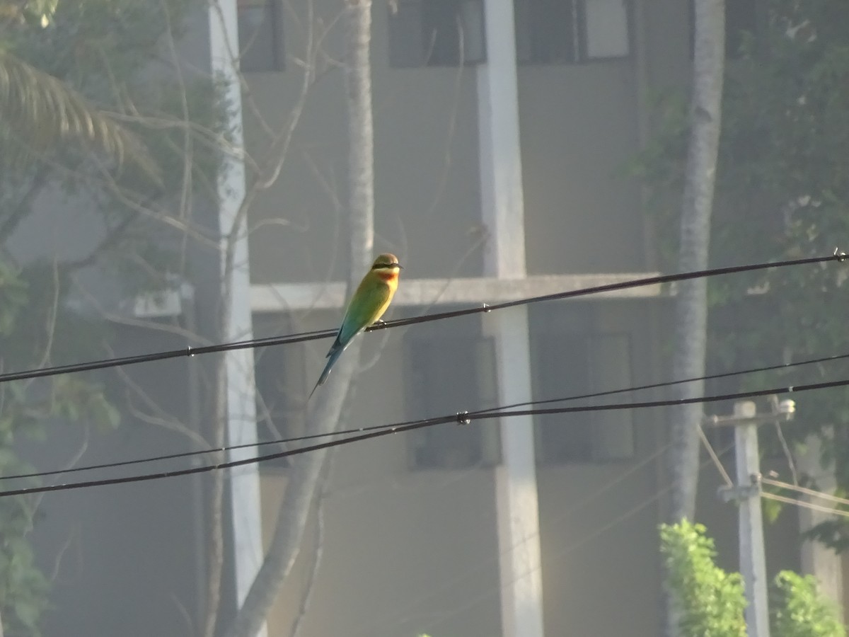 Blue-tailed Bee-eater - ML613449325