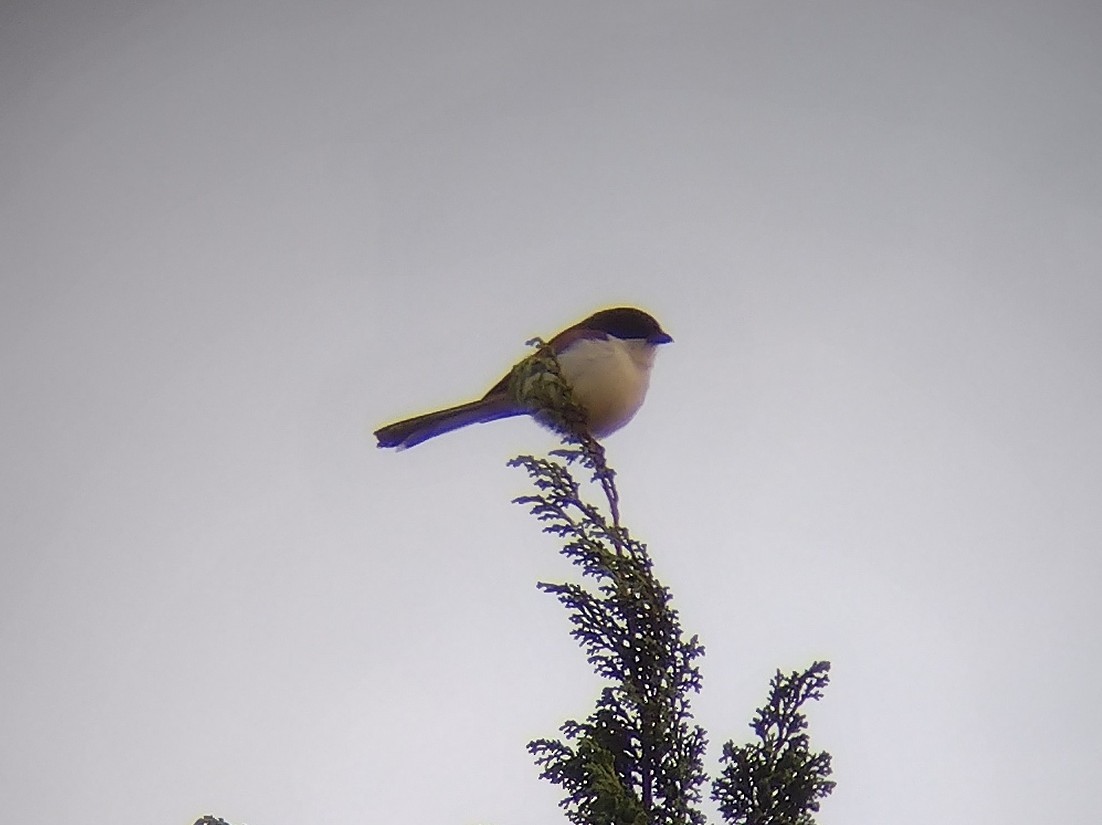 Burmese Shrike - ML613449355