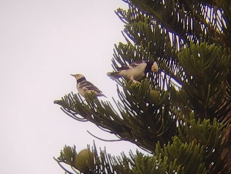 Black-collared Starling - ML613449360