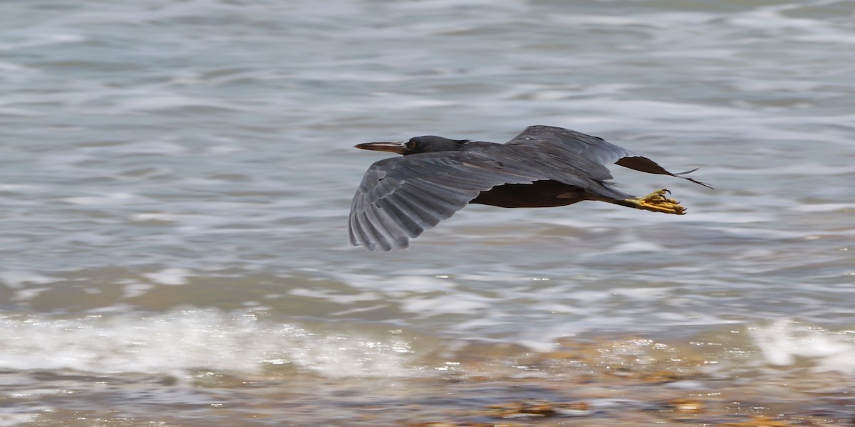 Pacific Reef-Heron - Mel Mitchell