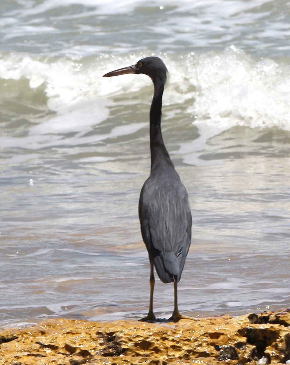 Pacific Reef-Heron - ML613449363