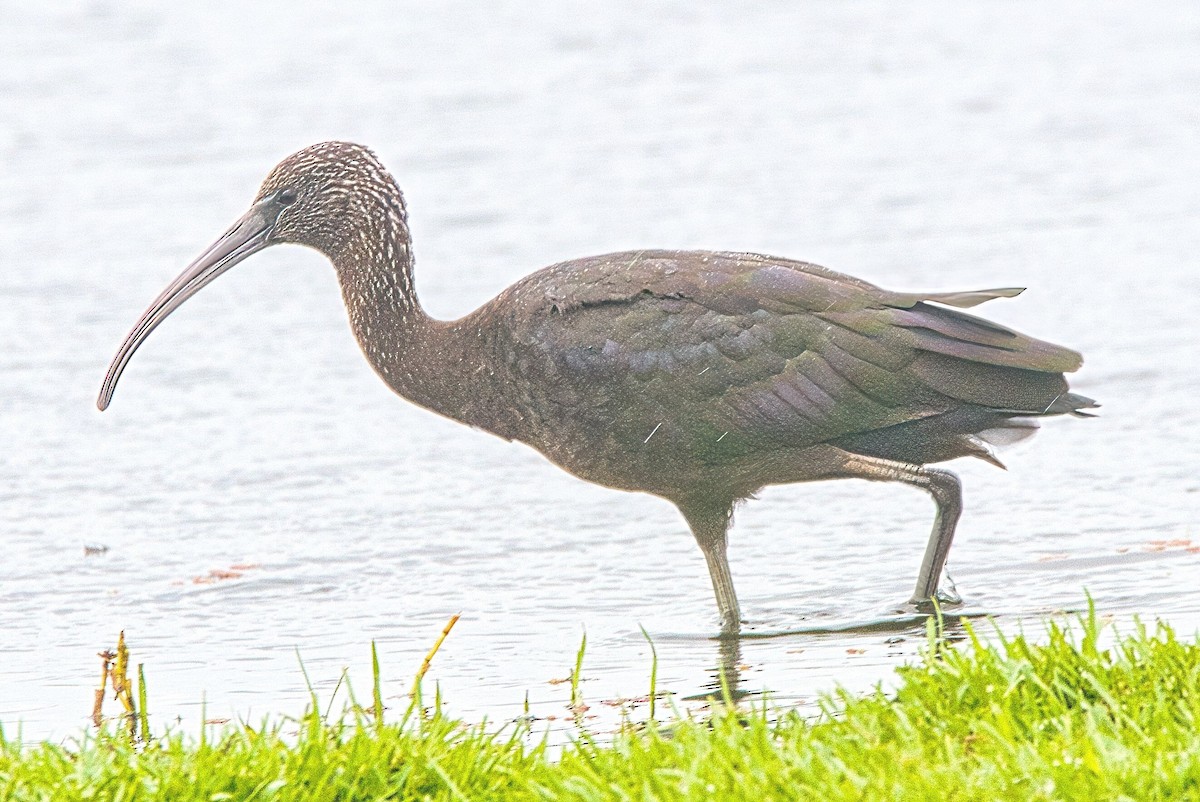 Glossy Ibis - ML613449395