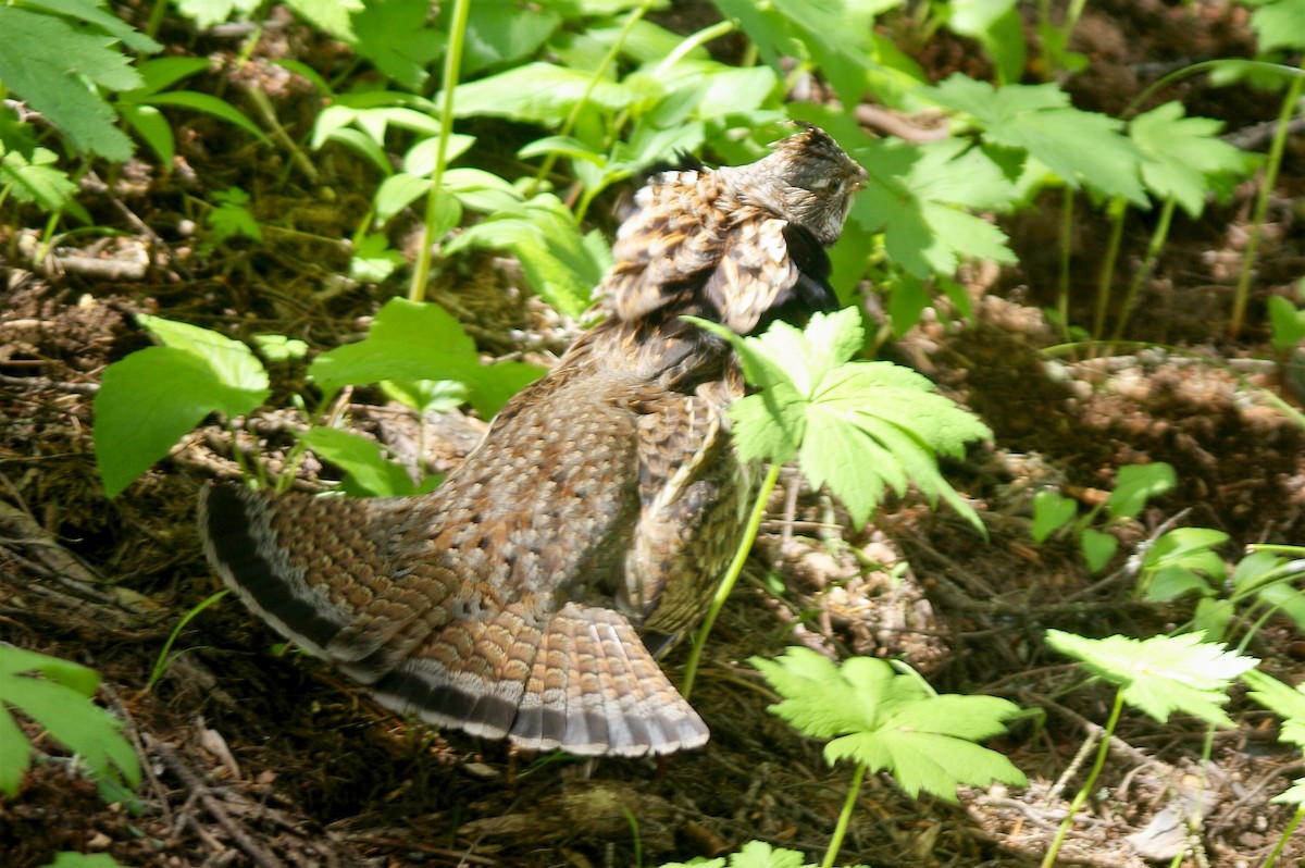 Ruffed Grouse - ML61344941