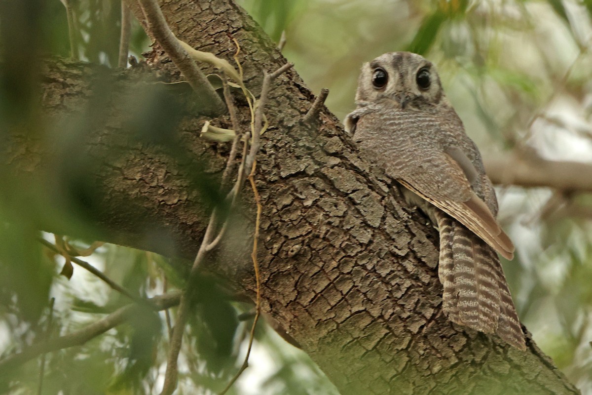 Australian Owlet-nightjar - ML613449424