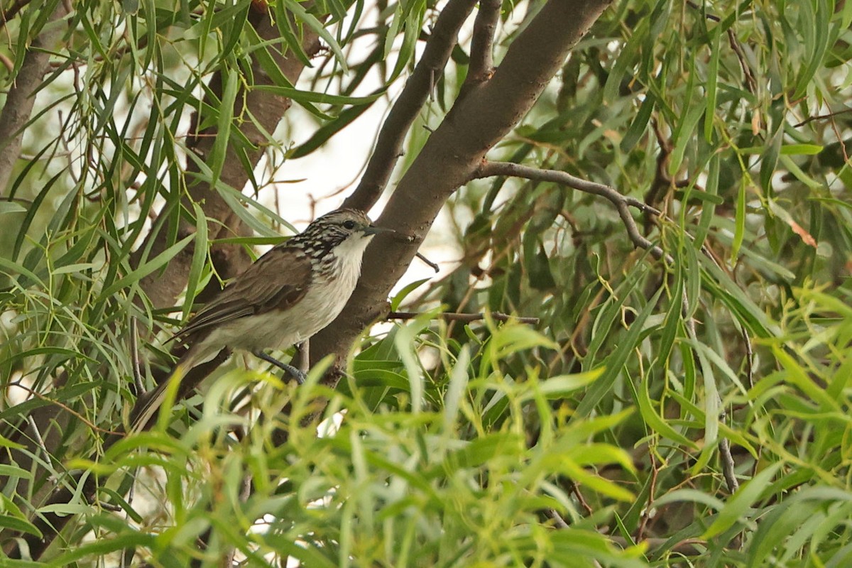 Striped Honeyeater - ML613449425