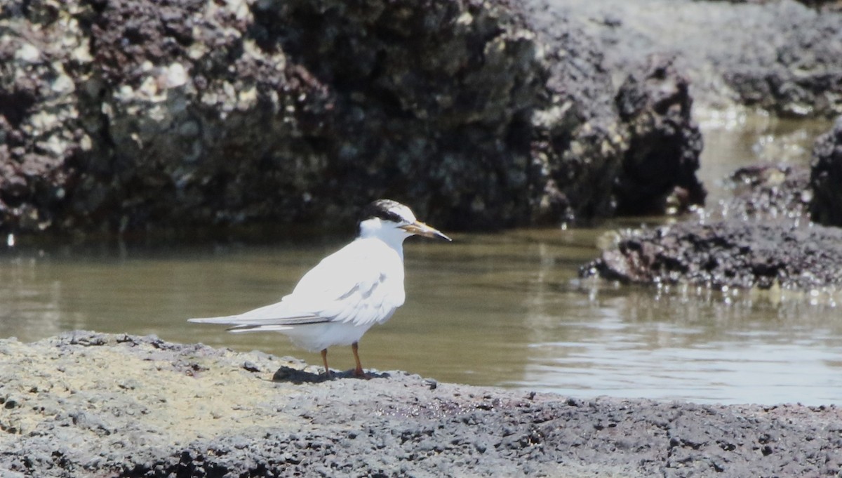 Little Tern - ML613449440