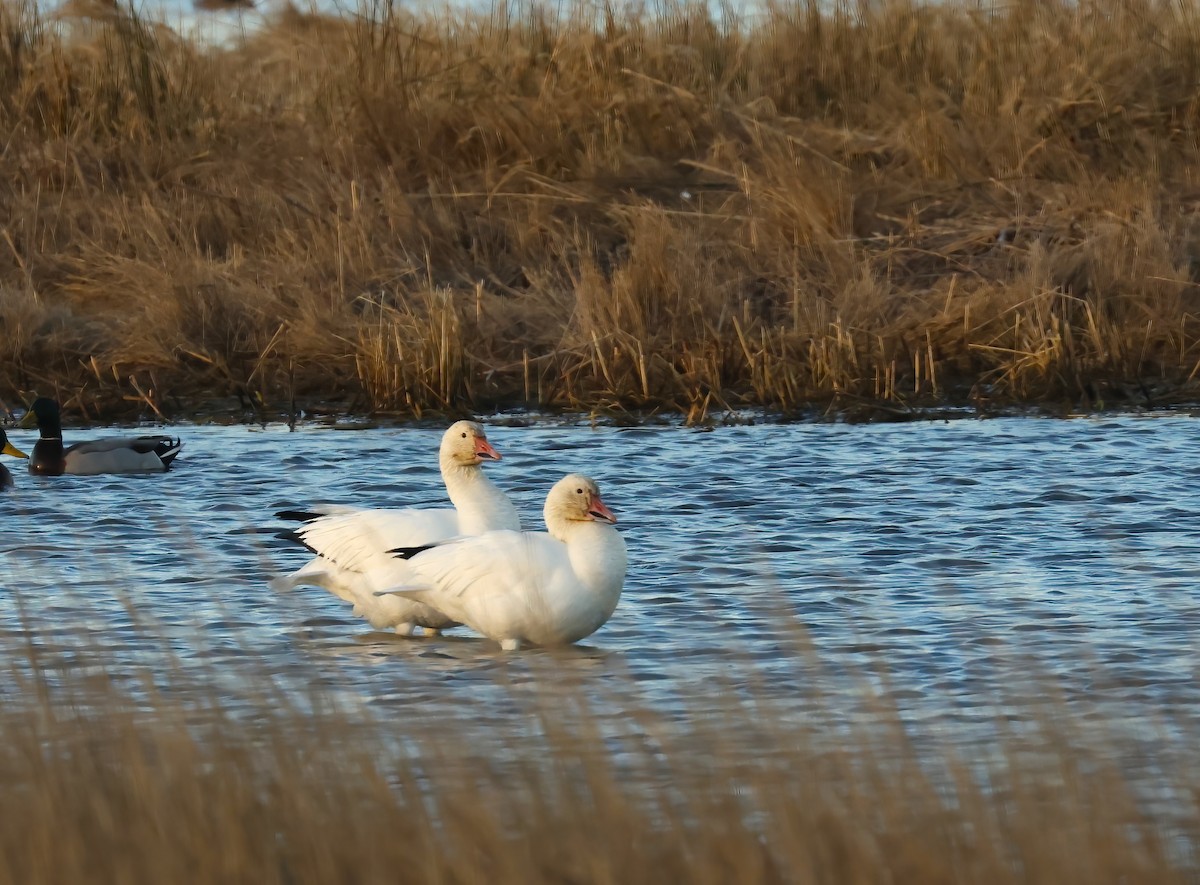 Snow Goose - ML613449442