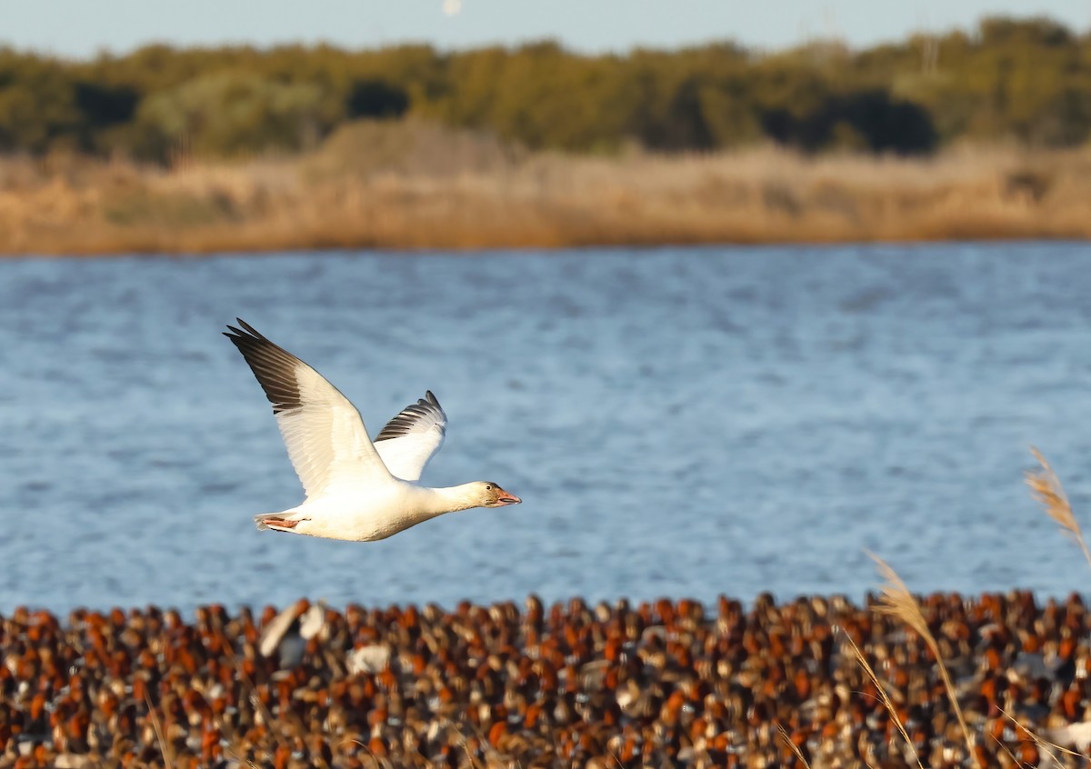 Snow Goose - ML613449443