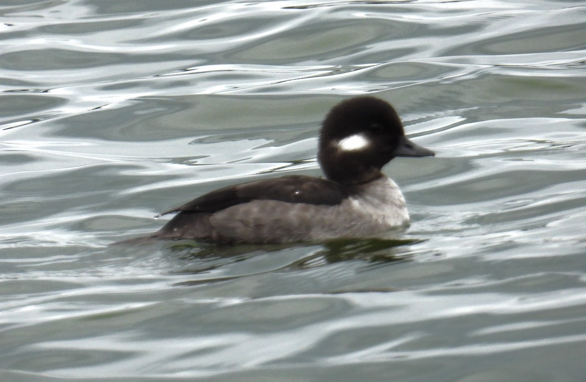 Bufflehead - ML613449496