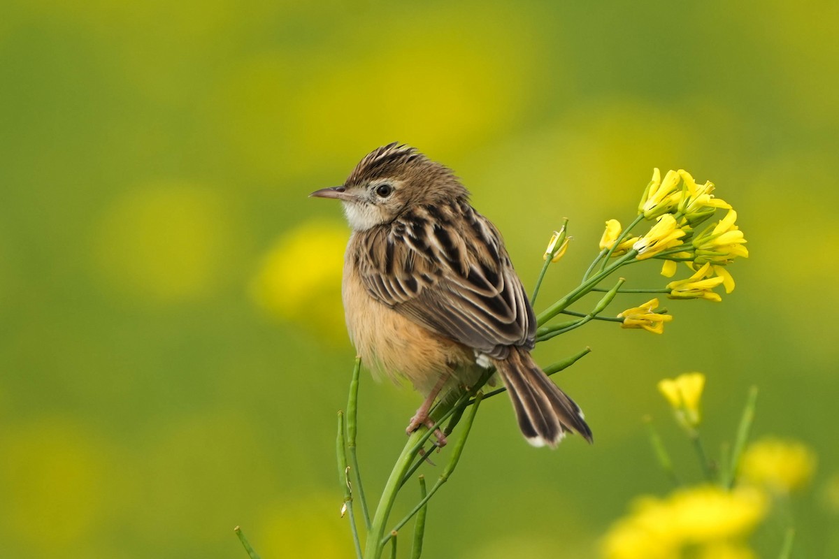 Zitting Cisticola - ML613449499