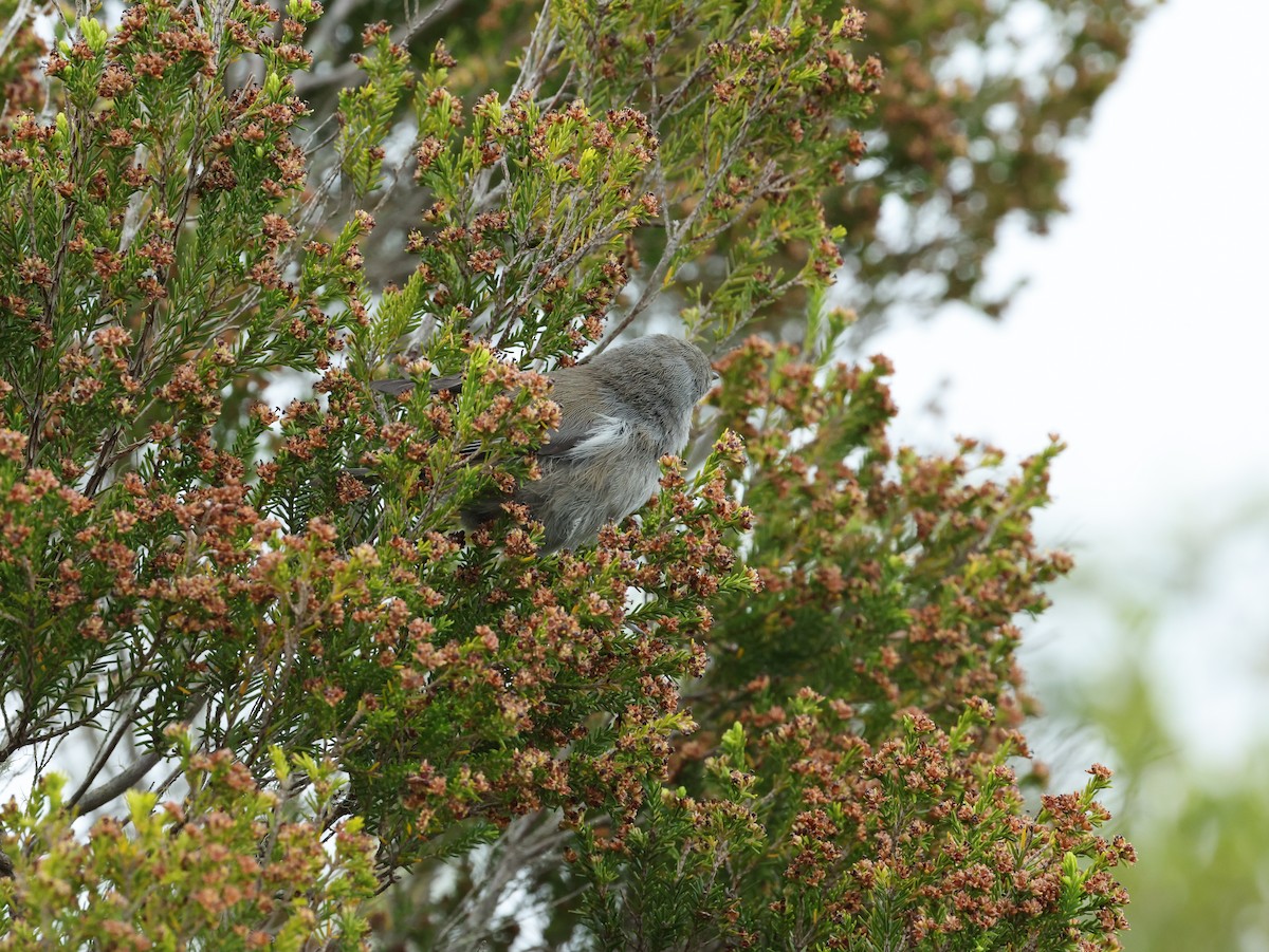 Reunion Cuckooshrike - ML613449575