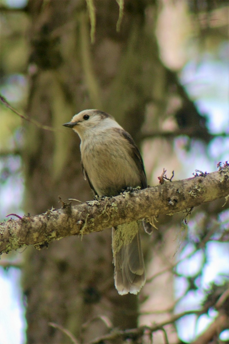 Canada Jay - Steve Joyce