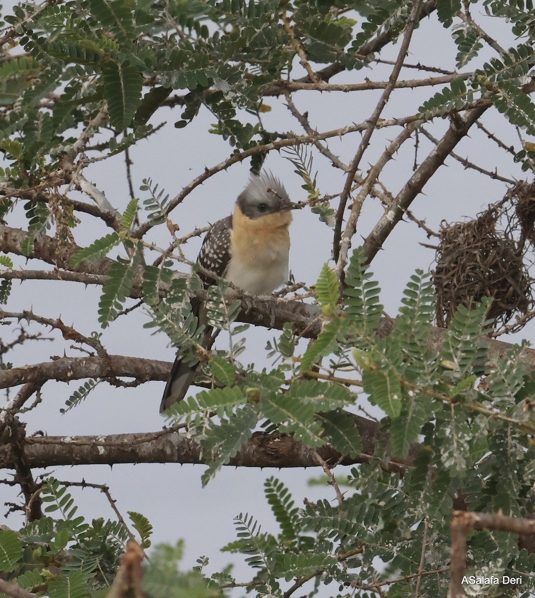 Great Spotted Cuckoo - ML613449614