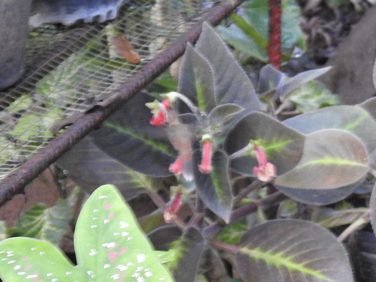 Пестрогорлый колибри-отшельник - ML613449628