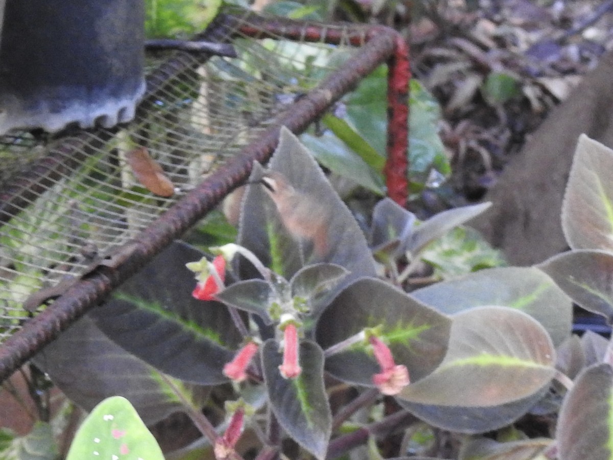 Пестрогорлый колибри-отшельник - ML613449629