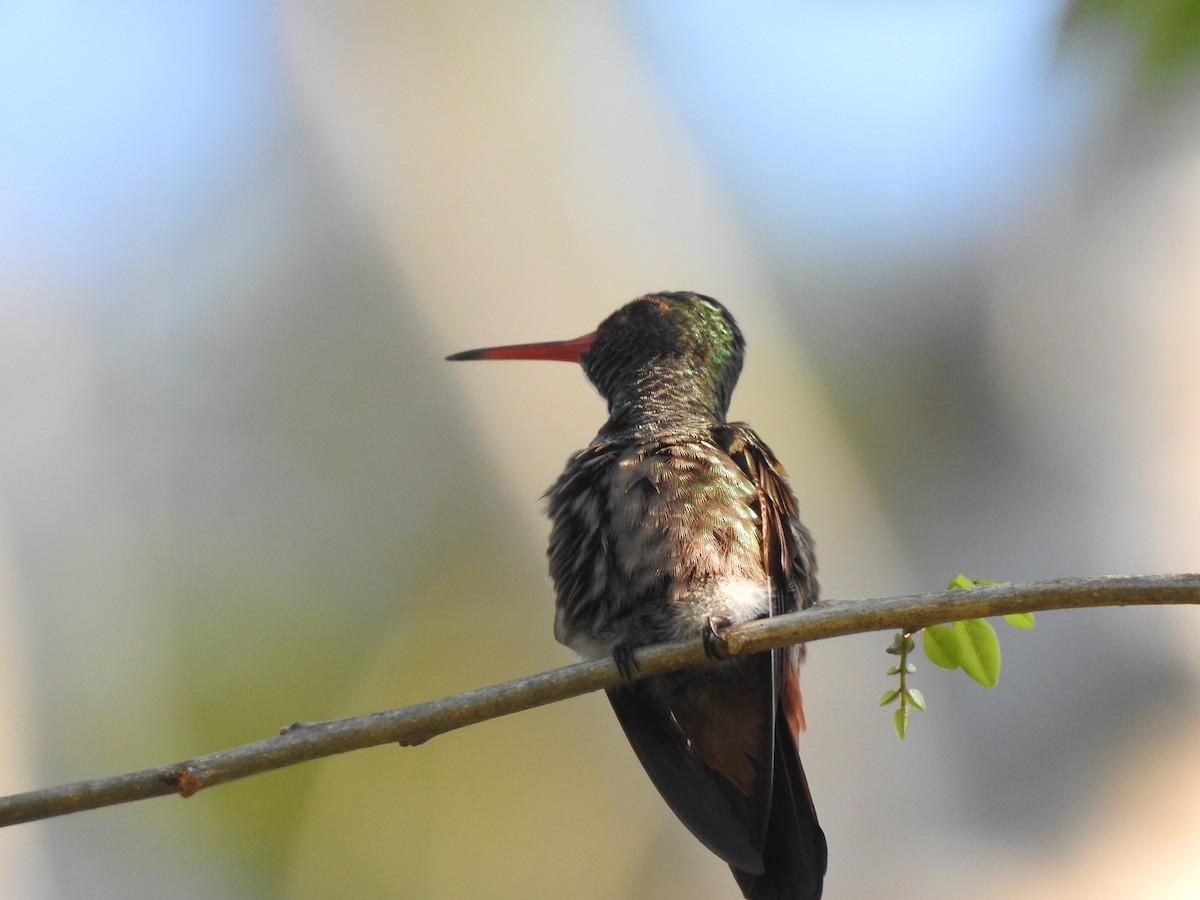 kolibřík yukatanský - ML613449658